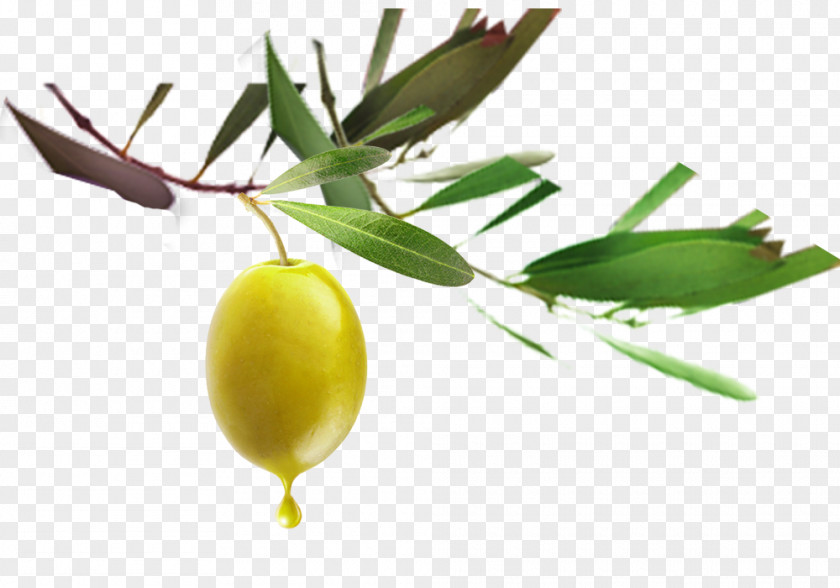 New Year Olive Green Fruit Chinese Auglis Years Eve PNG