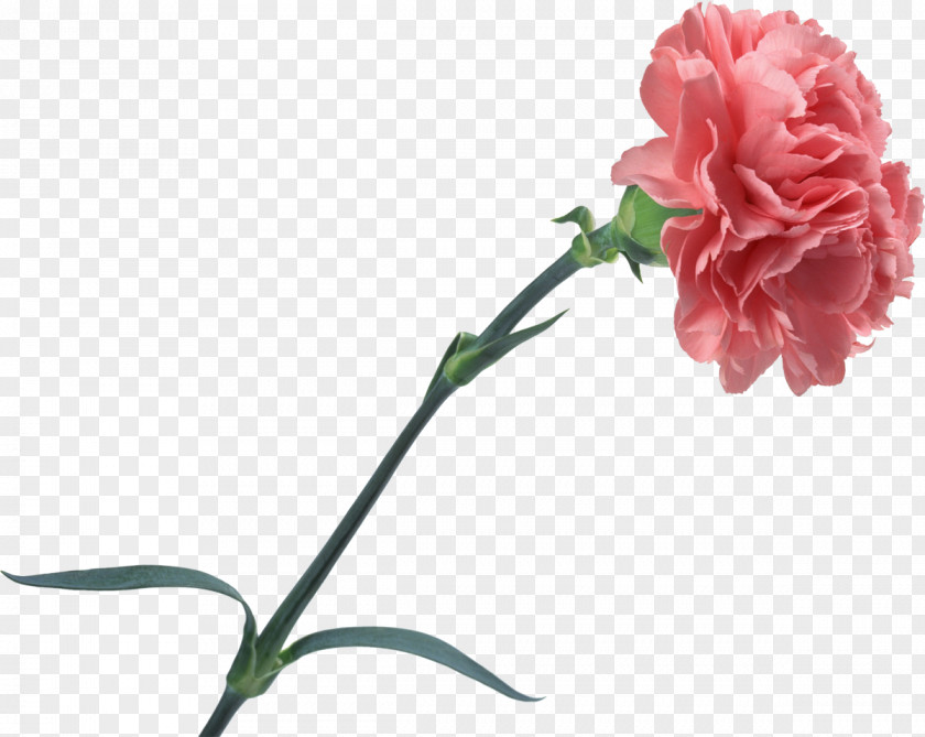 CARNATION Carnation Cut Flowers Rose PNG