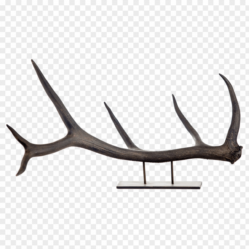 Deer Elk Antler Horn Bison PNG