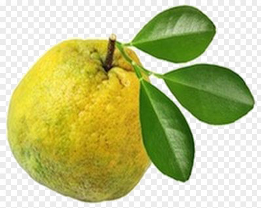 Earl Grey Tea Key Lime Bitter Orange Lemon Pomelo Tangelo PNG