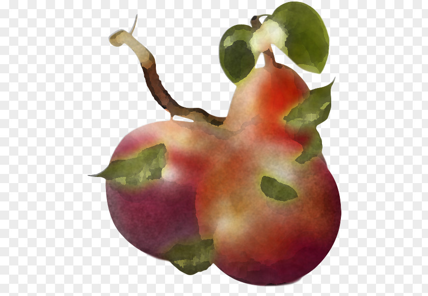 Natural Foods Plant Fruit Pear Accessory PNG