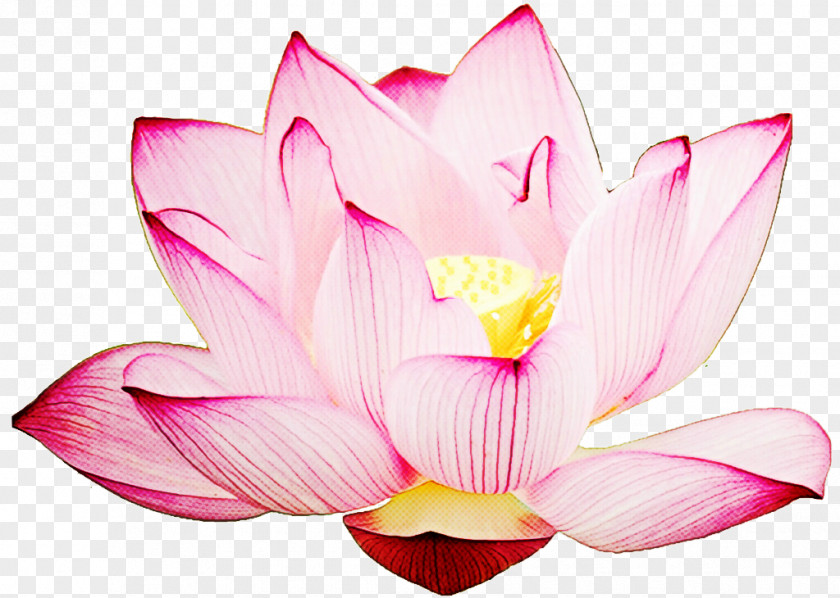Sacred Lotus Plant PNG