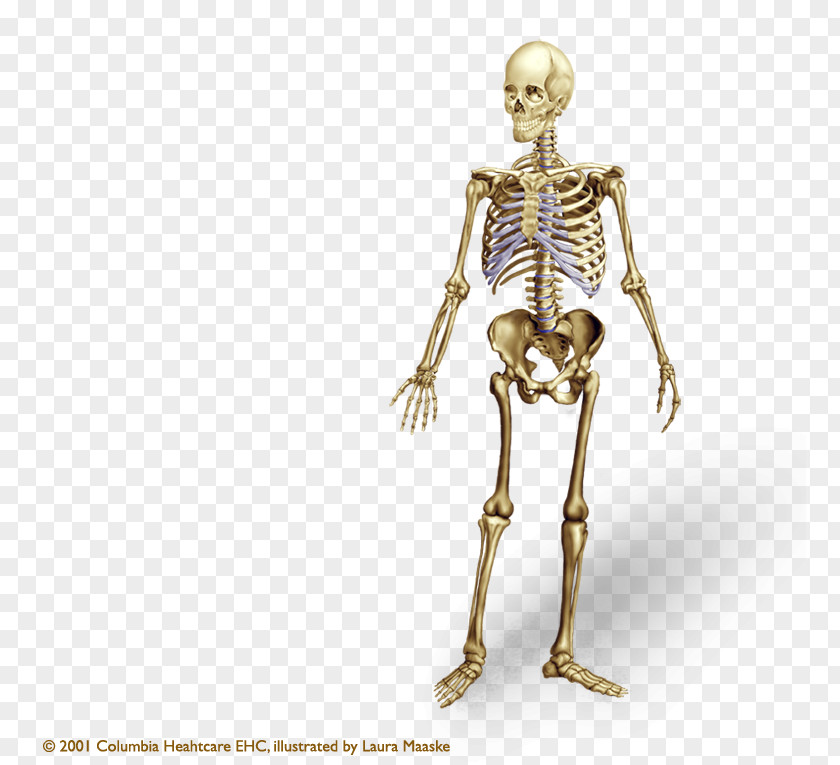 Skeleton Human Body Bone Anatomy Axial PNG
