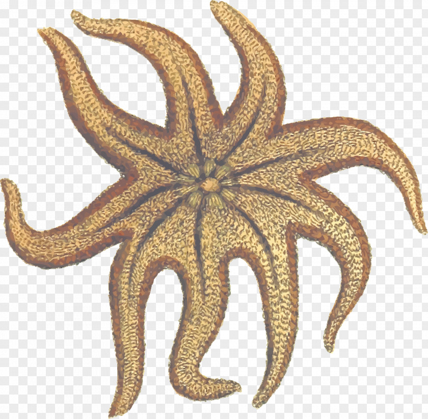 Starfish Invertebrate Solaster Endeca Clip Art PNG
