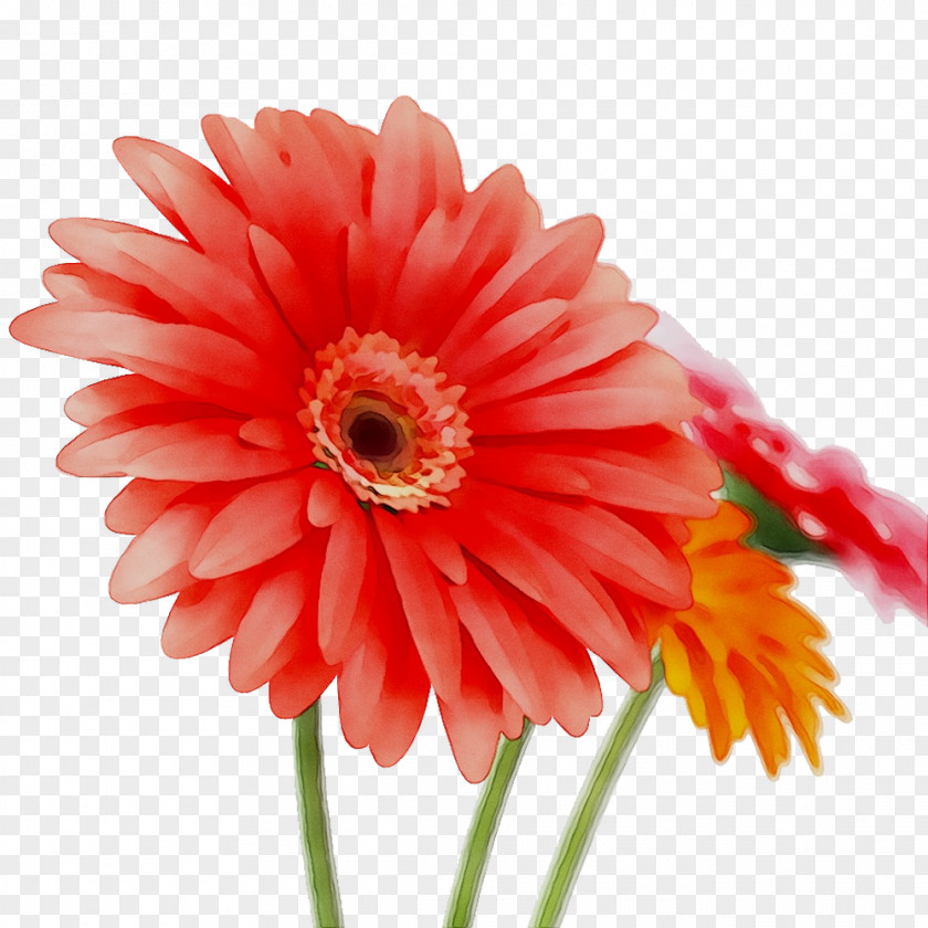 Transvaal Daisy Cut Flowers Annual Plant Plants PNG