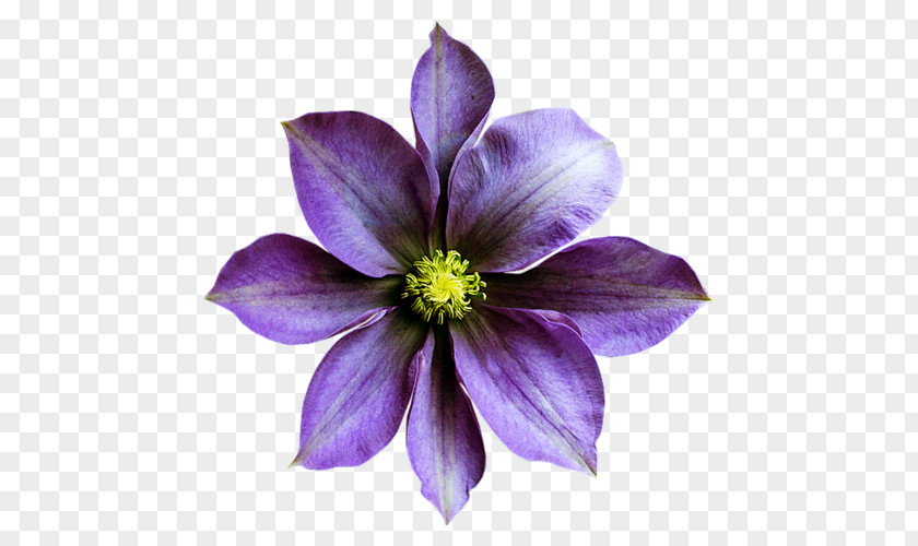 Violet Flower Desktop Wallpaper Clip Art PNG