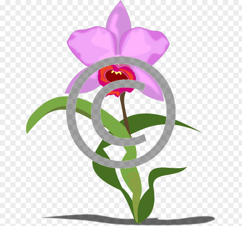 Cattleya Moth Orchid Pink Flower Cartoon PNG