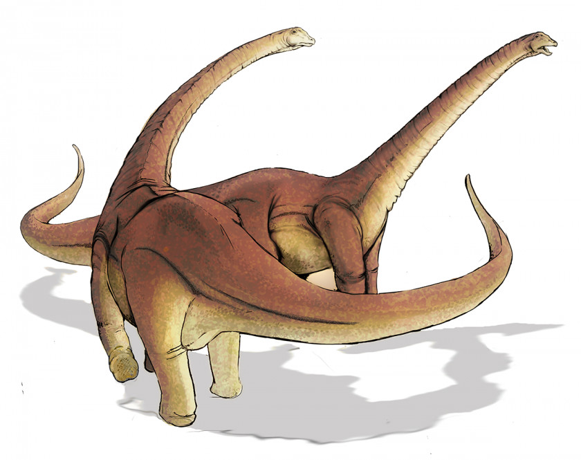 Dinosaur Alamosaurus Size Spinosaurus Baryonyx Argentinosaurus PNG