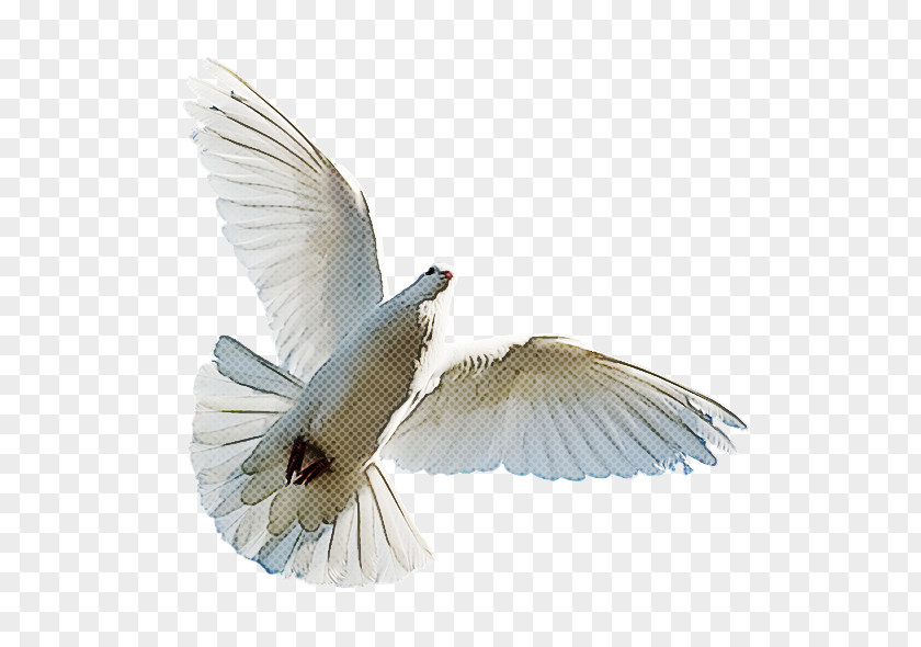 Feather PNG