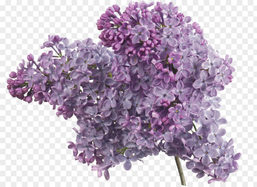 Lilac Common Lavender Clip Art PNG