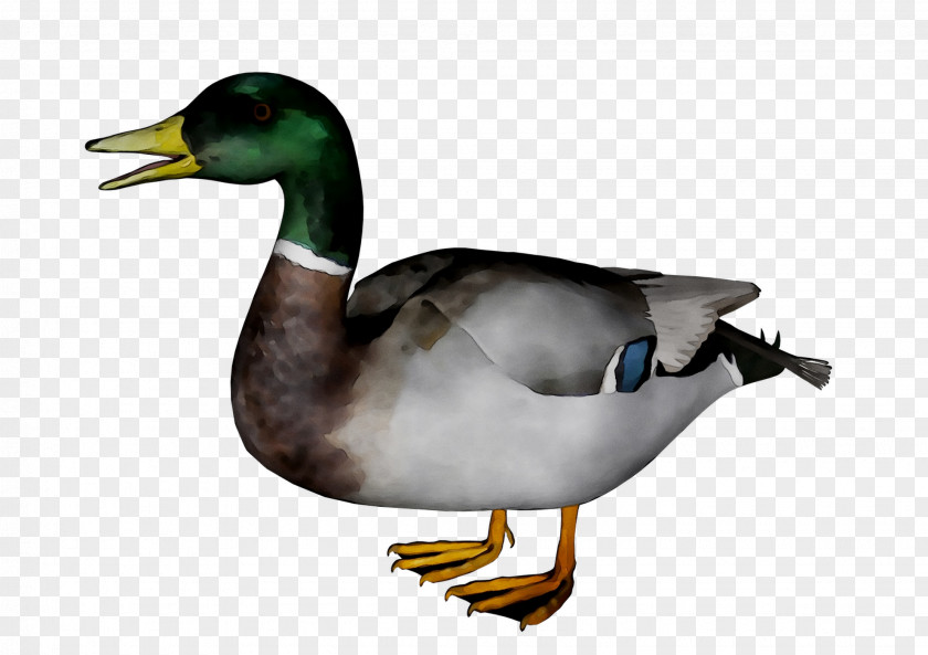 Mallard Goose Duck Fauna Beak PNG