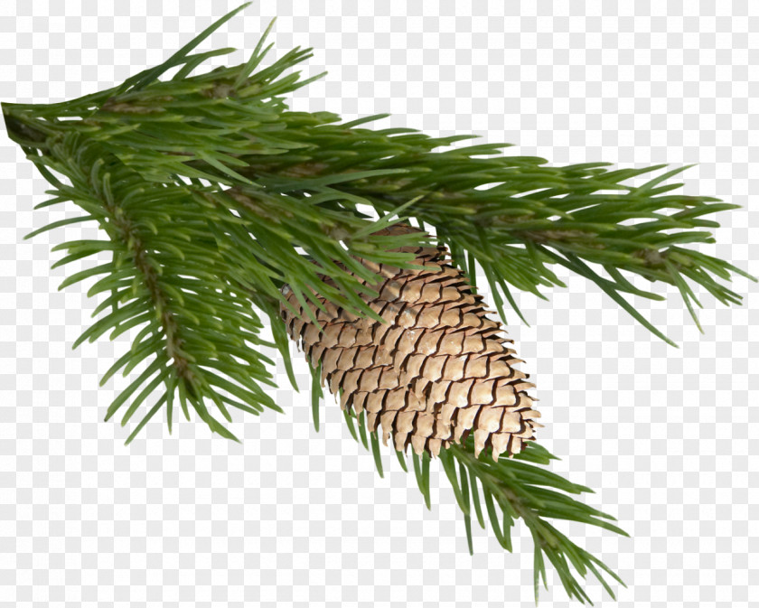 Pine Cone Tree Clip Art PNG