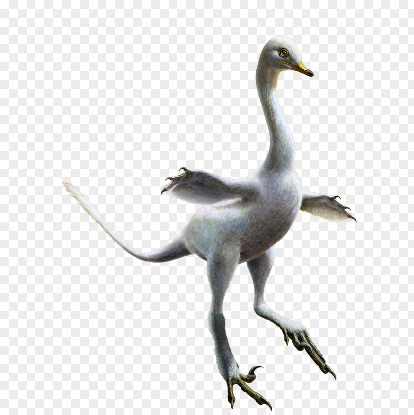 Dinosaur Velociraptor Cygnini Halszkaraptor Reptile PNG