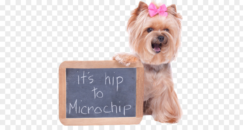 Dog Yorkshire Cat Microchip Implant Veterinarian Pet PNG