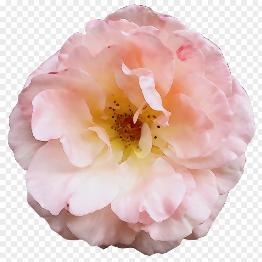 Garden Roses PNG