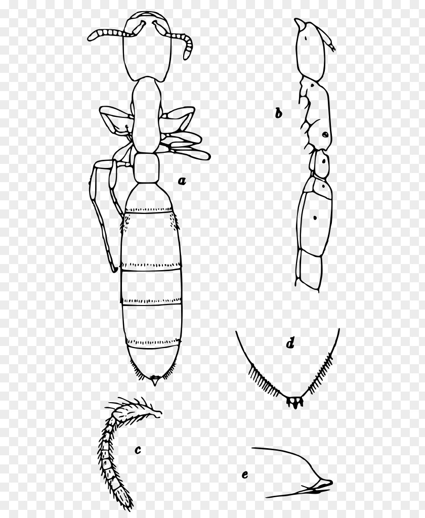 Insect Aenictus Abeillei Animal Army Ants PNG