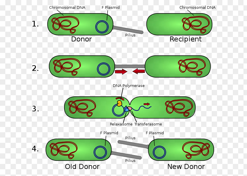 Killing Bacteria Bacterial Conjugation Pilus Plasmid Fertility Factor PNG