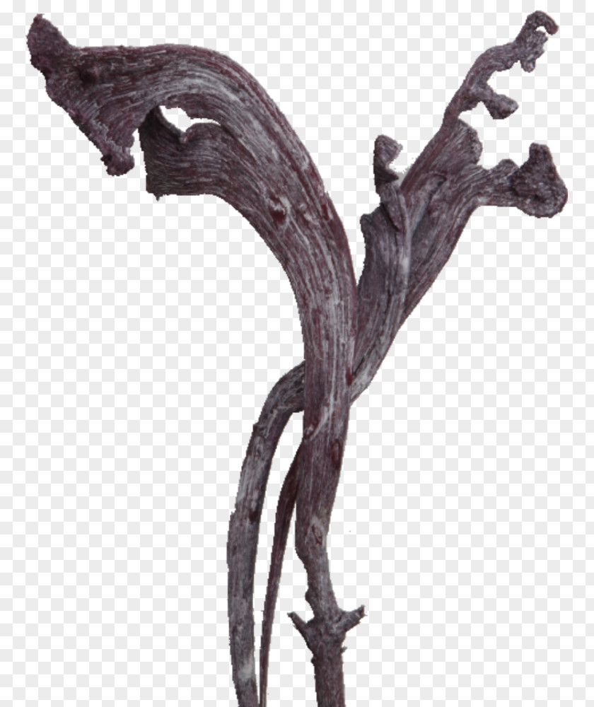 Nataraj Twig BlackBerry Tree Made In Germany Earth PNG