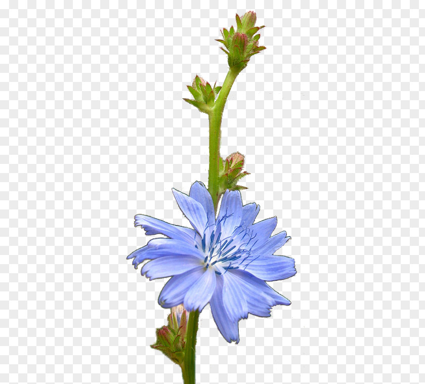 Plant Chicory Stem Flower PNG