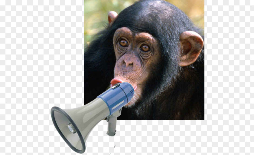 Sound Board Chimpanzee Monkey Homo Sapiens Dog Celebrity PNG