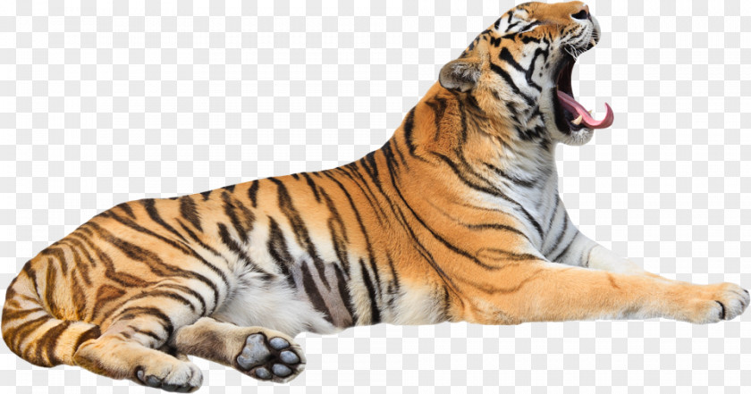 Tiger Cat Roar Zoo Whiskers PNG