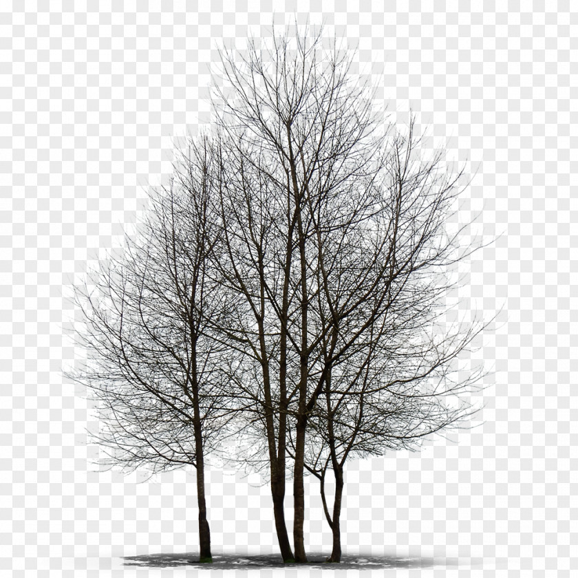 Tree Populus Alba Desktop Wallpaper Texture Mapping PNG