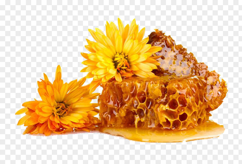 Chrysanthemum Honey Nectar Beeswax Honeycomb Propolis Stock Photography PNG