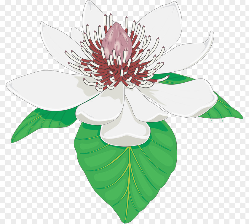 Flower Flowering Plant Magnolia Carpel Clip Art PNG