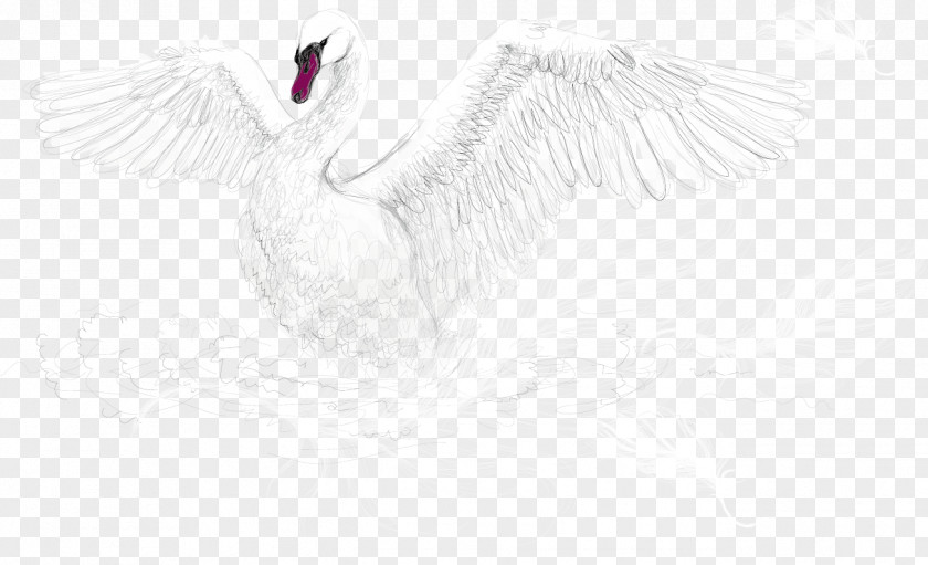 Vector White Swan Water Bird Goose Cygnini PNG