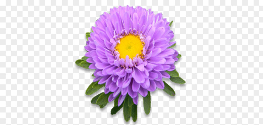 Flower Cut Flowers Plant Aster Parrot Tulips PNG