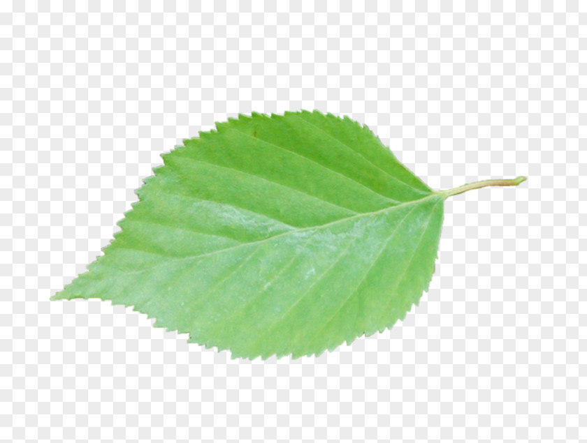 Leaf Plant Stem PNG