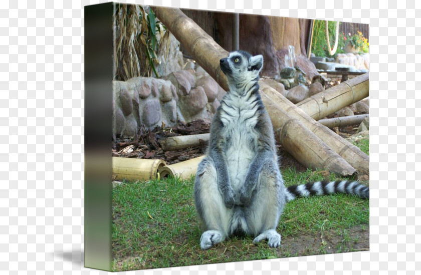 Lemur Lemurs Imagekind Art Fauna Wildlife PNG