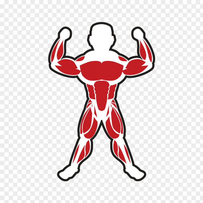 Muscle Skeletal Bodybuilding Adipose Tissue PNG