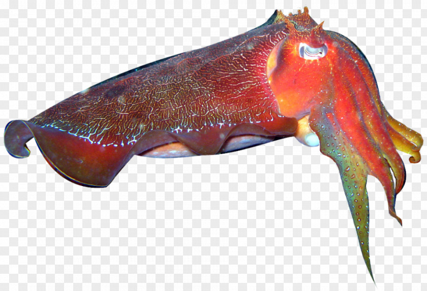Squid Octopus Cuttlefish Cephalopod PNG