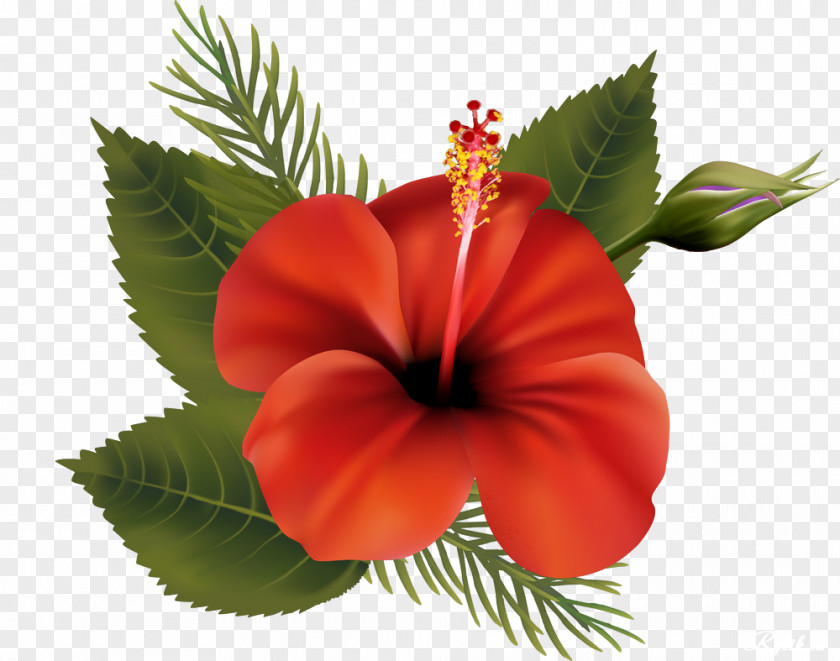 Beautiful Flowers Library PNG