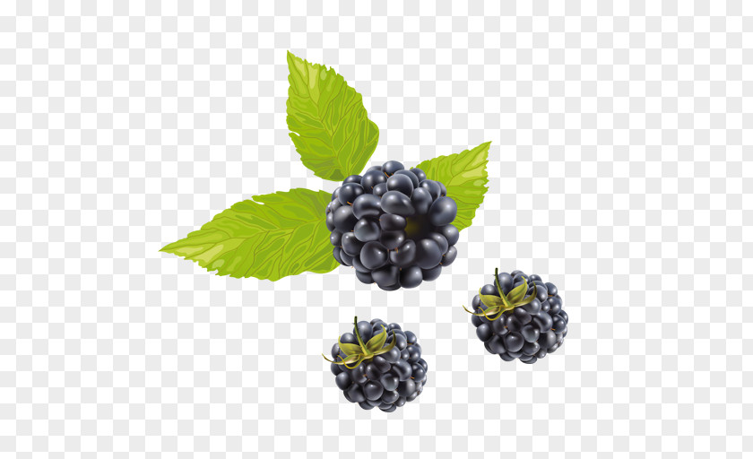 Fruit Blueberry Tea Raspberry Boysenberry Vector Graphics PNG