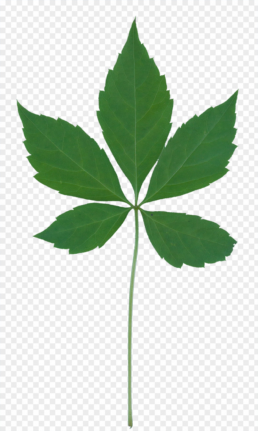 Tropical Leaves Plant Community Leaf Vegetation Identification PNG