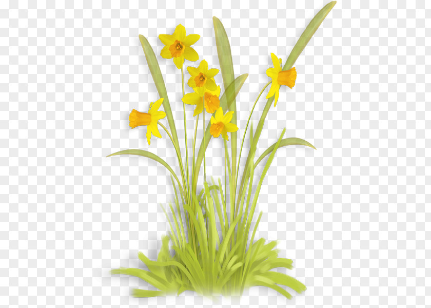 Flower Cut Flowers Petal Clip Art PNG