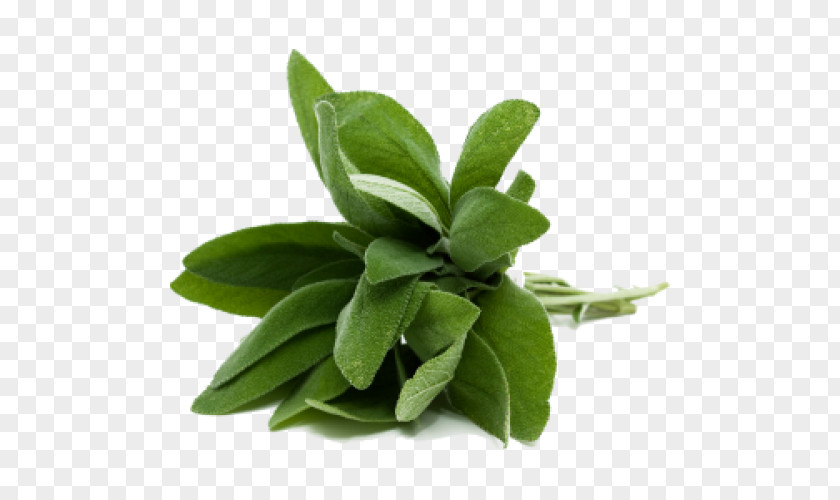 Fresh Sage Burning Common Herb Food Olive Oil Thyme PNG