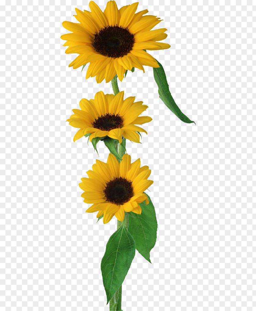 Girassol Common Sunflower Clip Art PNG