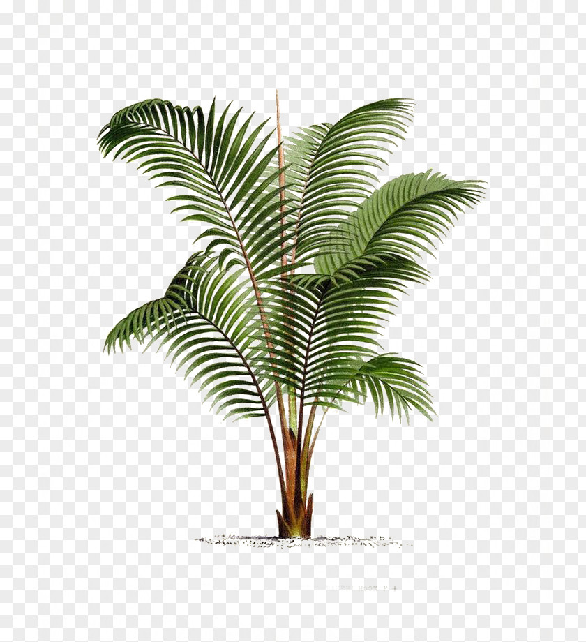 Palm Leaf Arecaceae Printmaking Poster Botanical Illustration Drawing PNG