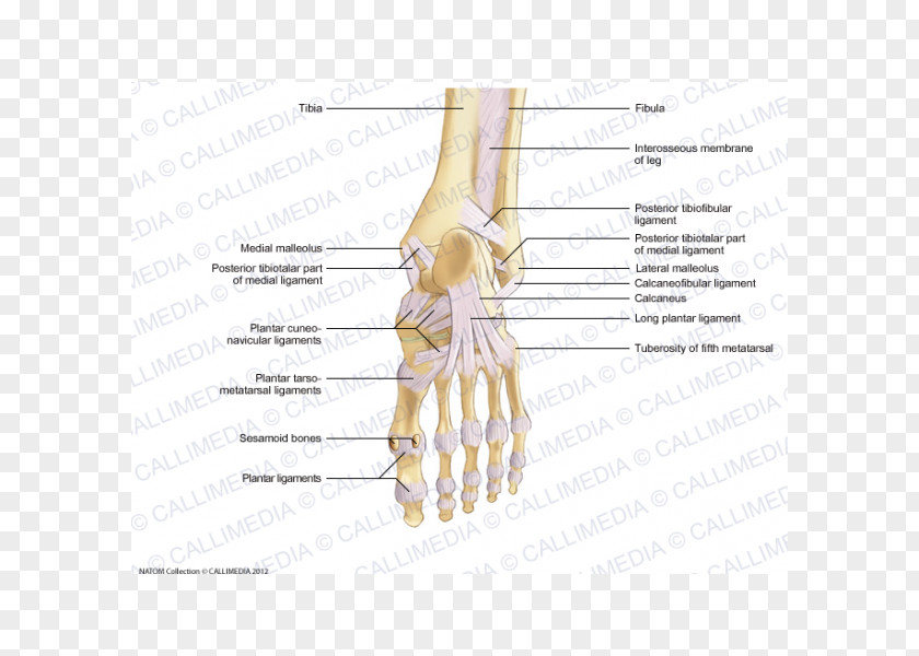 The Back Of Walk Thumb Bone Foot Ligament Joint PNG