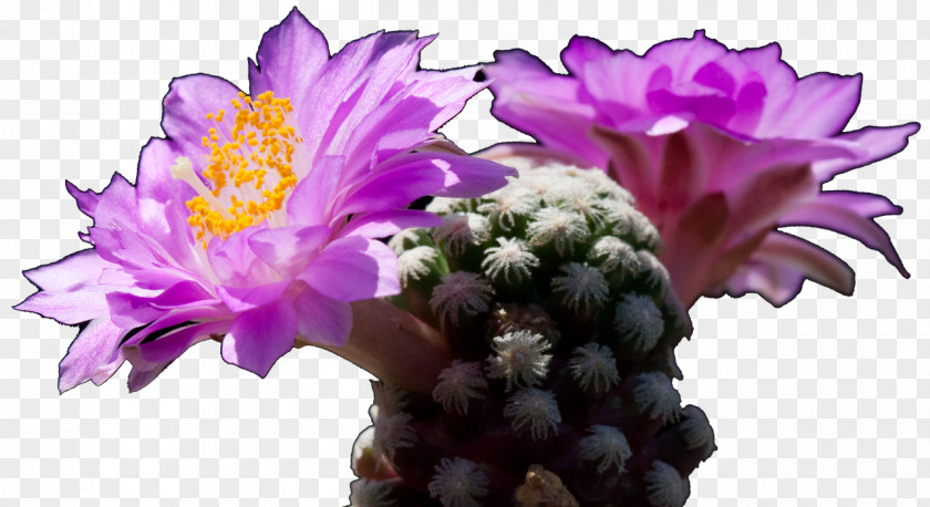 Cactus Cactaceae Festa Del Biodiversity Voluntary Association Cut Flowers PNG