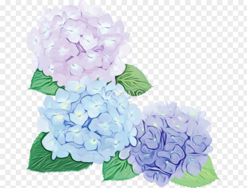 Hydrangea Cut Flowers Floral Design Flower Bouquet PNG