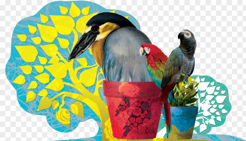 Parrot Bird Macaw Illustration PNG