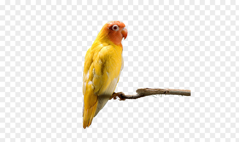 Parrot On Tree Branch Budgerigar Lovebird PNG