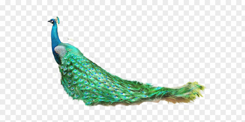 Peacock Lion Tiger Feather Peafowl PNG