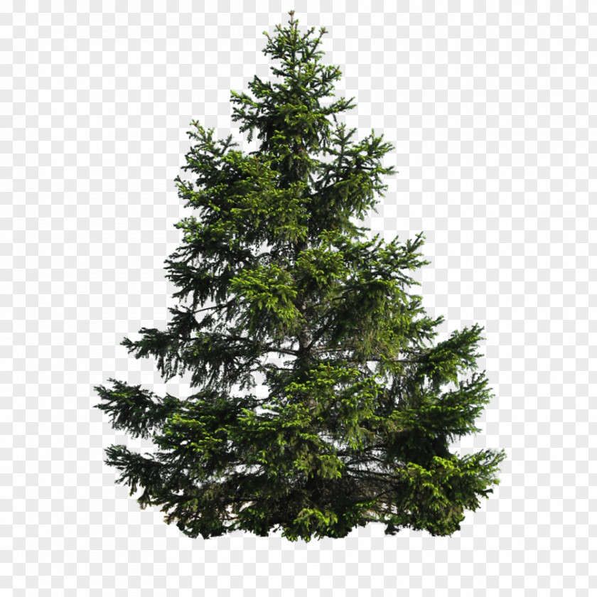 Pine Tree Fir Conifers Scots Clip Art PNG