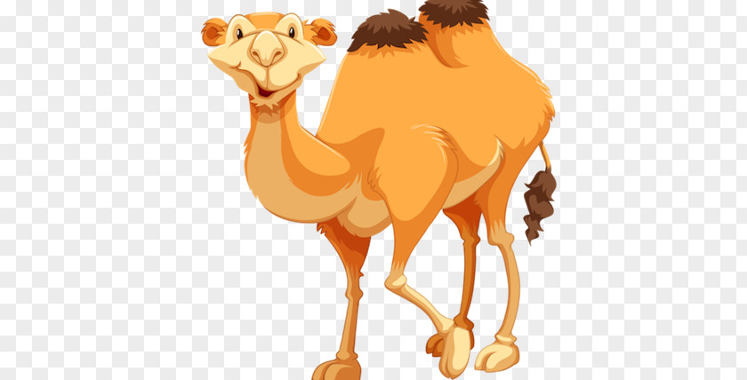 Camel Drawing Clip Art PNG