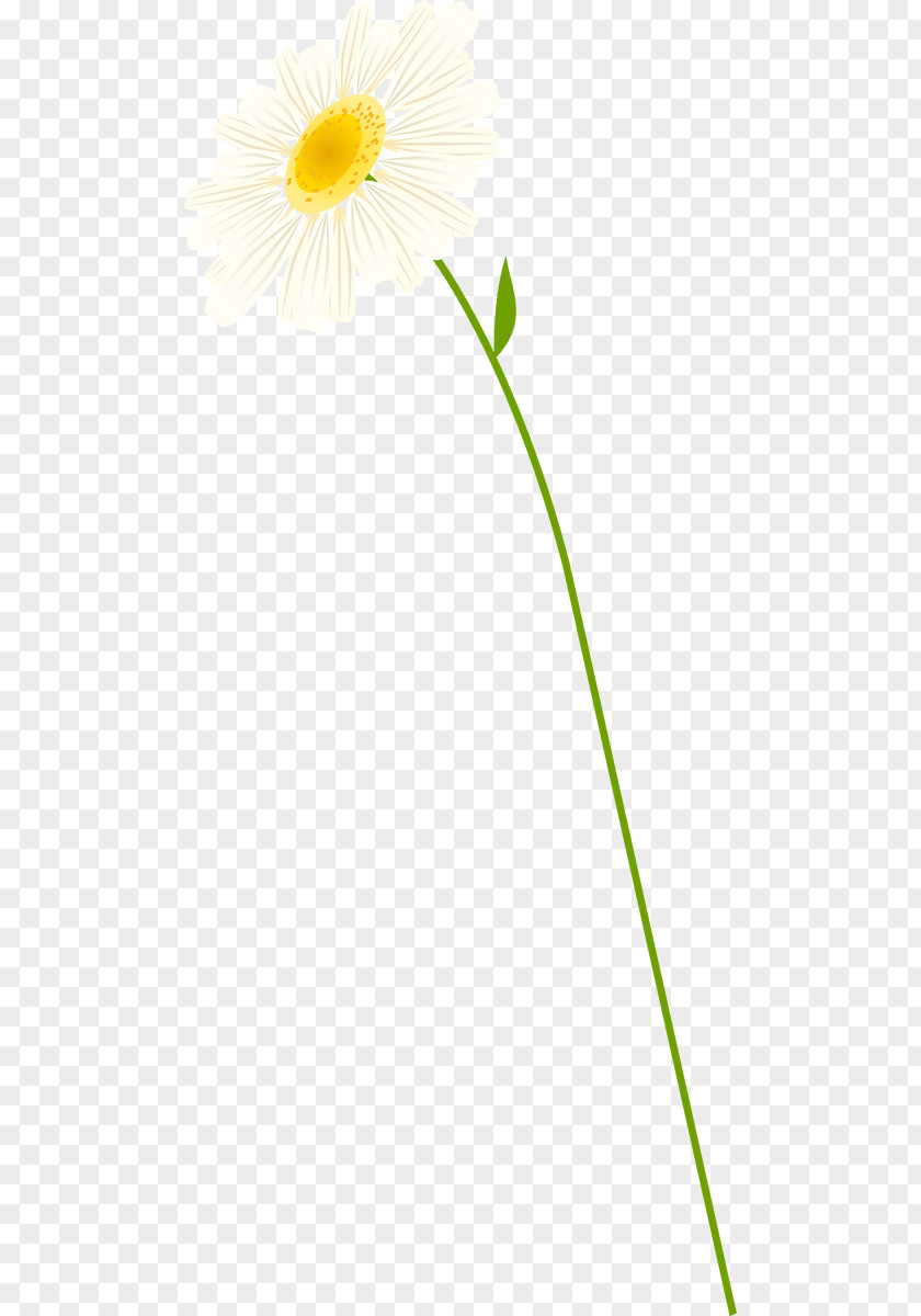 Chamomile Oxeye Daisy German Roman Cut Flowers PNG